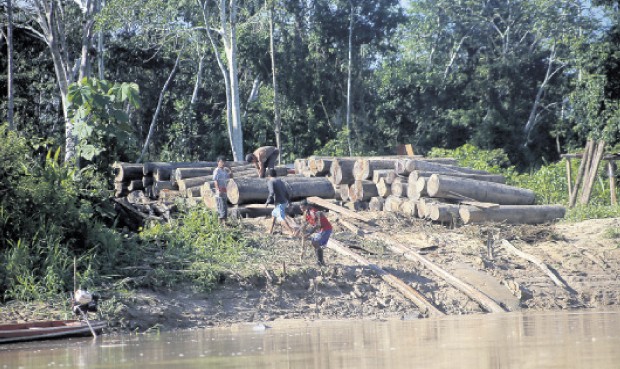 Agresión. La tala ilegal es uno de los males que lo afectan. Foto: Luis Cinturión
