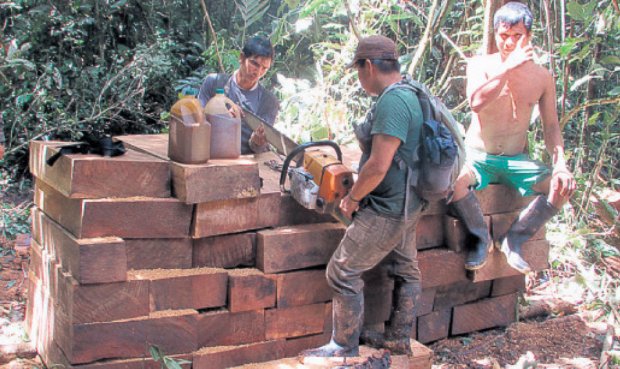 Depredadores. Inteligencia policial estima que hay tres mafias de la madera operando aún en Ucayali con apoyo de policias y funacionarios corruptos.