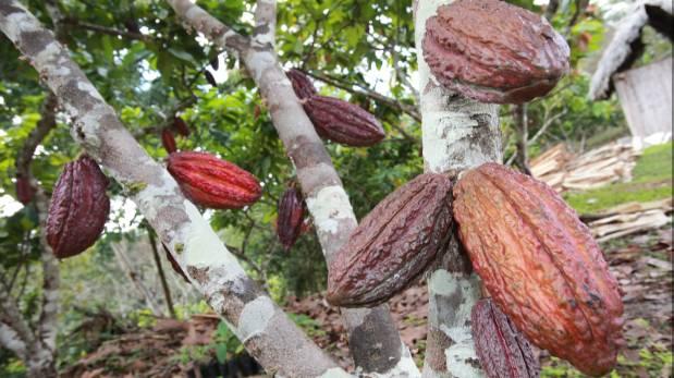 El Serfor también denunció que sus técnicos fueron amenazados y amedrentados cuando inspeccionaron la actividad de Cacao del Perú Norte en Tamshiyacu. (Foto referencial: Lino Chipana / Archivo El Comercio)