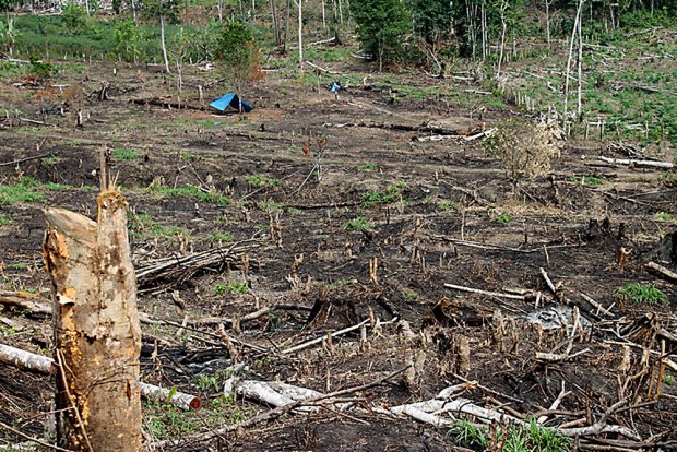  En el 2013 la deforestación fue causada por las plantaciones de cacao y palma aceitera.inforegion.pe.