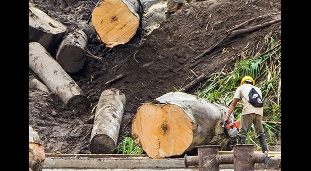 Se daría una colaboración proactiva entre las autoridades de gobierno de los Estados Unidos y del Perú para detener el comercio de madera ilegal.