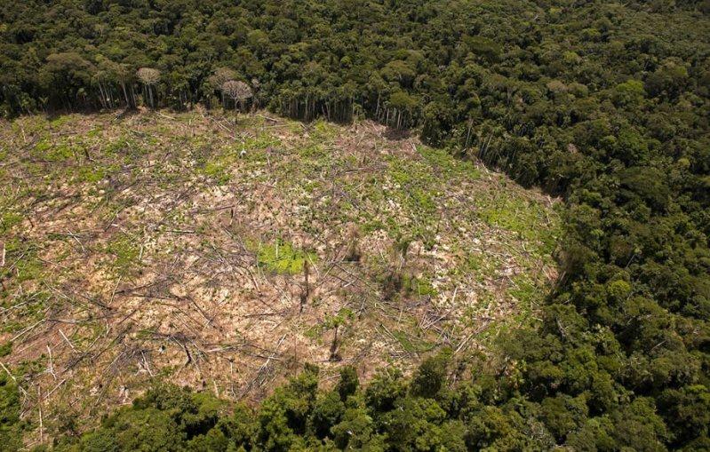 Cooperación noruega y alemana buscan reducir la deforestación en un 50 por ciento. Foto: Inforegion
