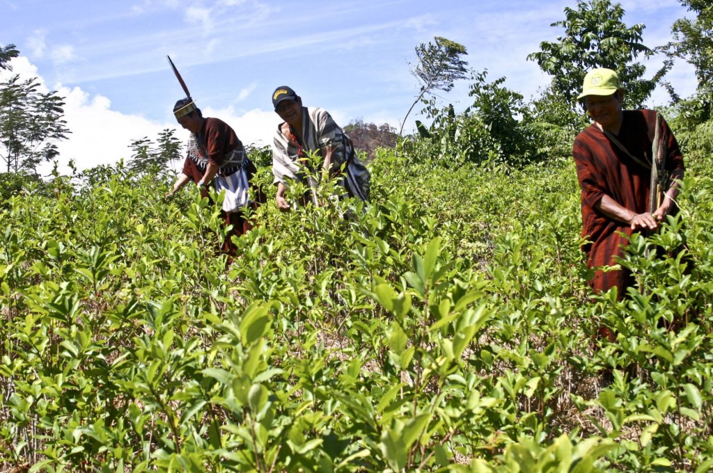 Indígenas asháninkas cosechan hojas de coca en el distrio de Pichari, en el centro de Perú. HUGO NED (AFP)