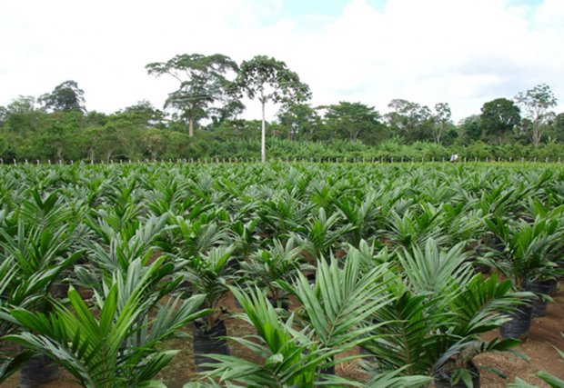  La falta de controles para la concesión de plantaciones de palama aceitera elevaría la tasa de deforestación en 88 por ciento. Foto: secsuelo.org.