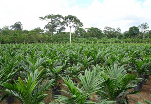El Estado, según la Constitución, debe promover el desarrollo sostenible de la amazonía y el uso rasonable de los recursos naturales. Foto: secsuelo.org. 