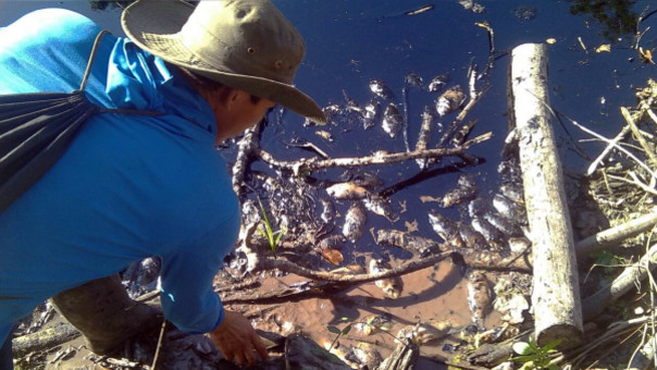 Pobladores hallaron peces muertos tras el derrame de petróleo. | Fuente: RPP | Fotógrafo: Marcelino Aguilar