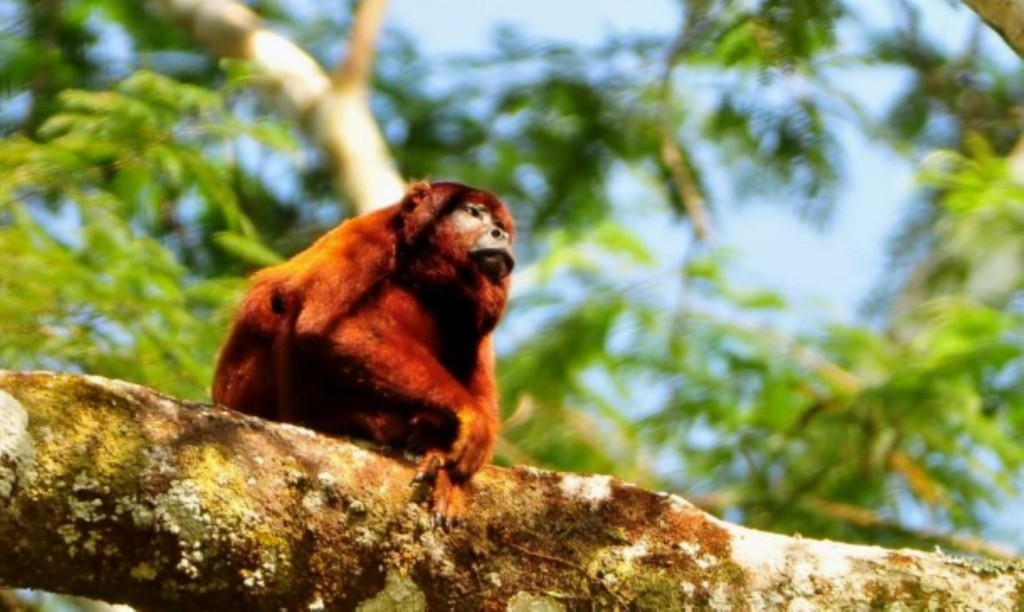 Mono aullador en el Parque Nacional Alto Purús.