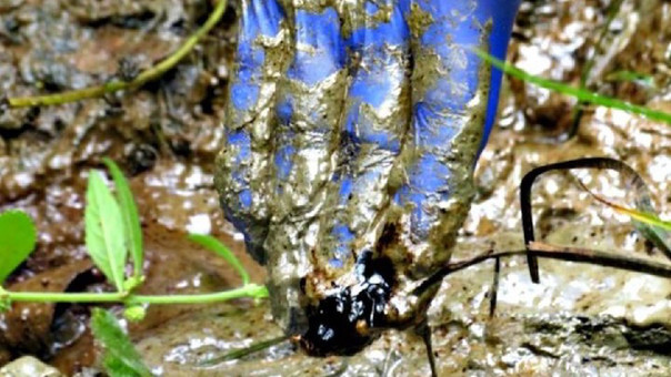 Al escarbar en los suelos amazónicos aún se encuentran rastros de petróleo. | Fuente: Mongabay Latam | Fotógrafo: Milton López.