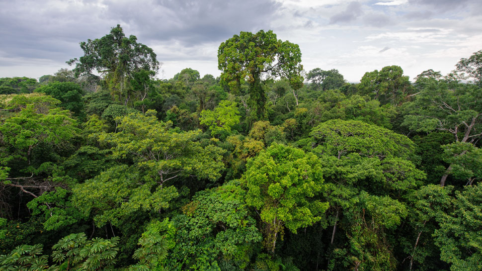Los 782.800 kilómetros cuadrados de nuestra selva representan el 13% del total de la Amazonía.