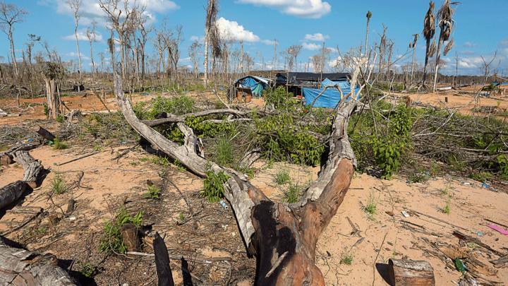 Naturaleza muerta. La tala indiscriminada de árboles por parte de mineros informales no cesa en Madre de Dios. Solo en 2016 se arrasó 164 mil hectáreas en la selva del país.