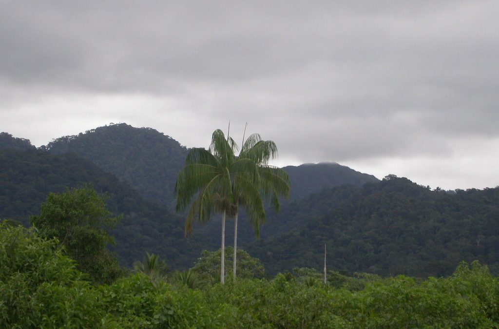 Promulgan 4 reglamentos de Ley Forestal y de Fauna Silvestre