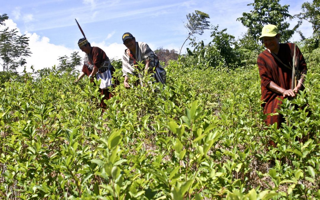 Aumenta el cultivo de coca en áreas protegidas de Perú