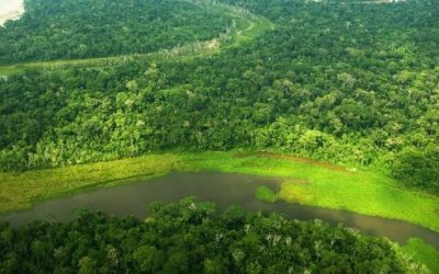 MINAM: Deforestación en Amazonía peruana se habría reducido en más de 28% durante aislamiento social obligatorio
