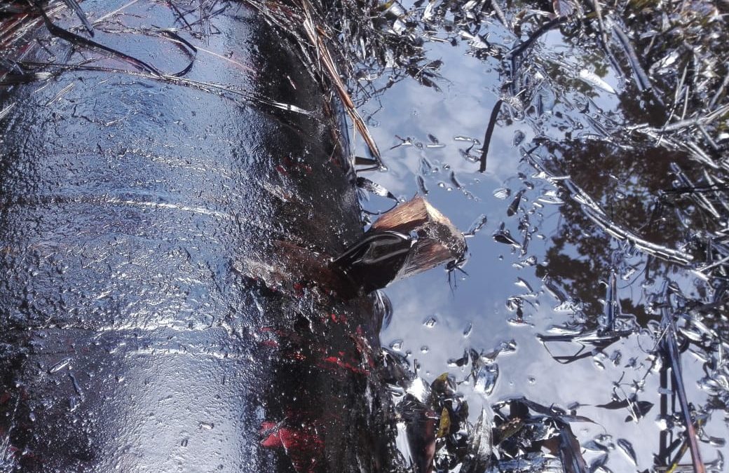 Loreto: Denuncian nuevo derrame de petróleo en el Oleoducto Norperuano